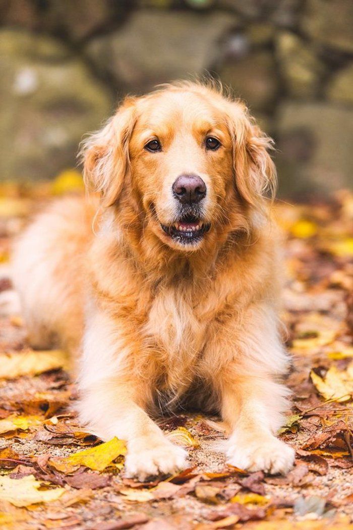 cool hund bilder Dog höst färgglada löv