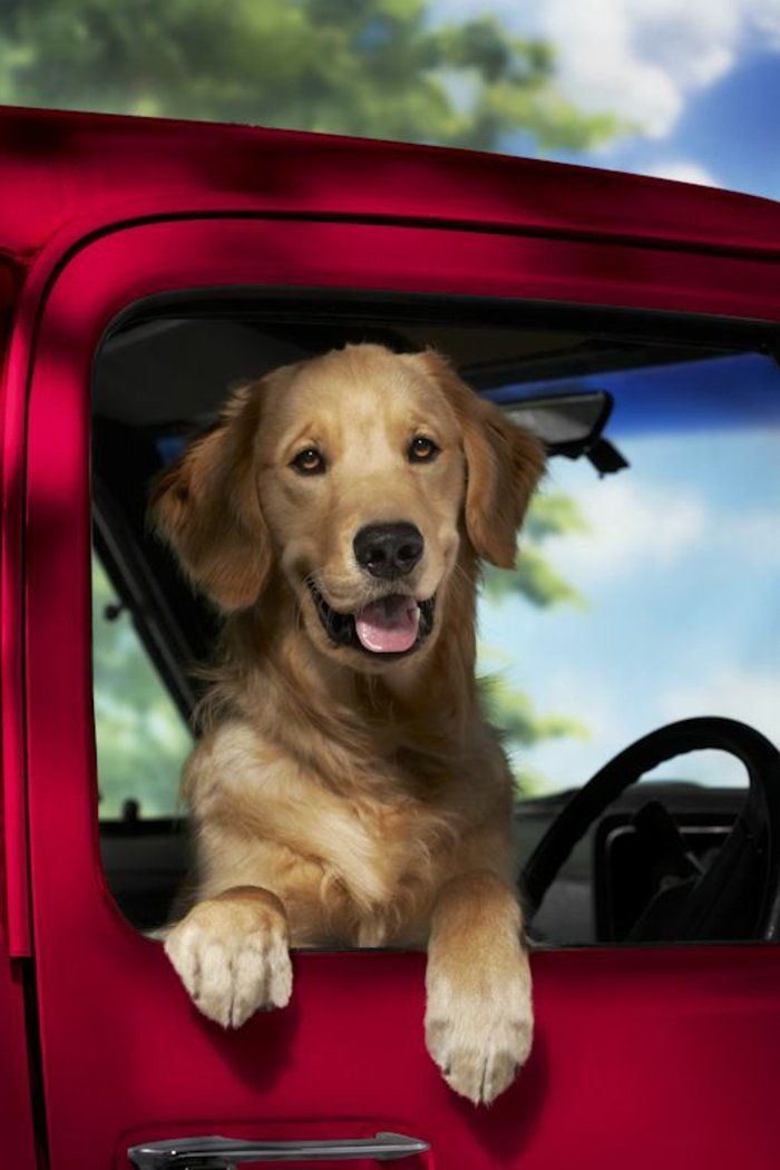 häftiga bilder-of-hundar Dog Red Car Look-through fönster