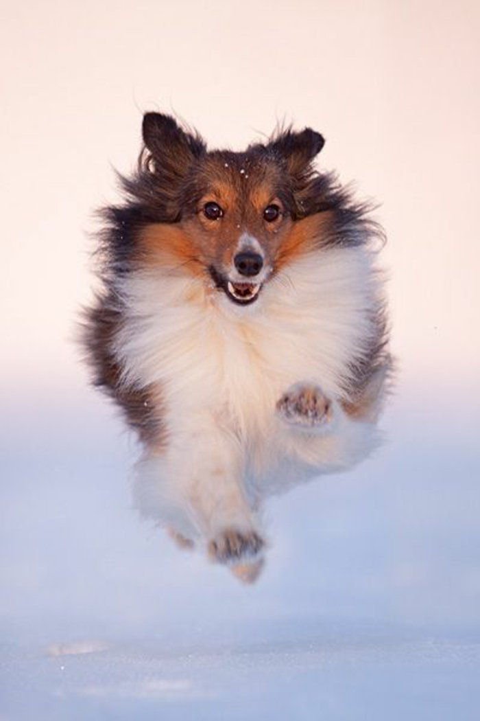häftiga bilder-of-hundar-inkörnings-snow-right-ögonblick