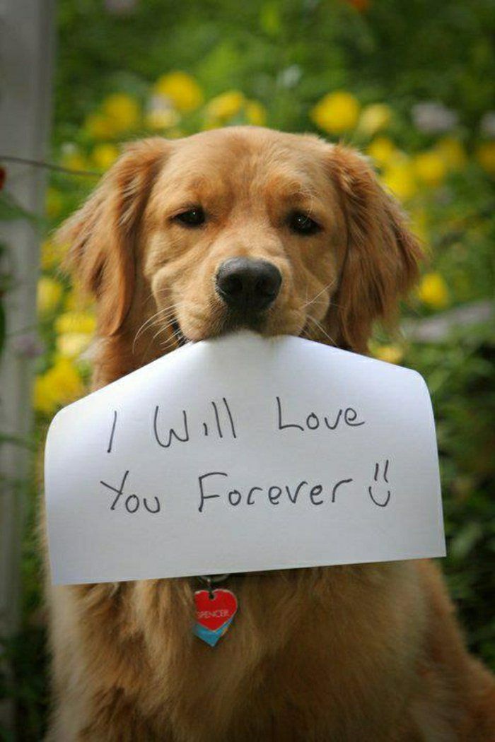 Cool hund Bilder stavningskärleksförklaring-sweet