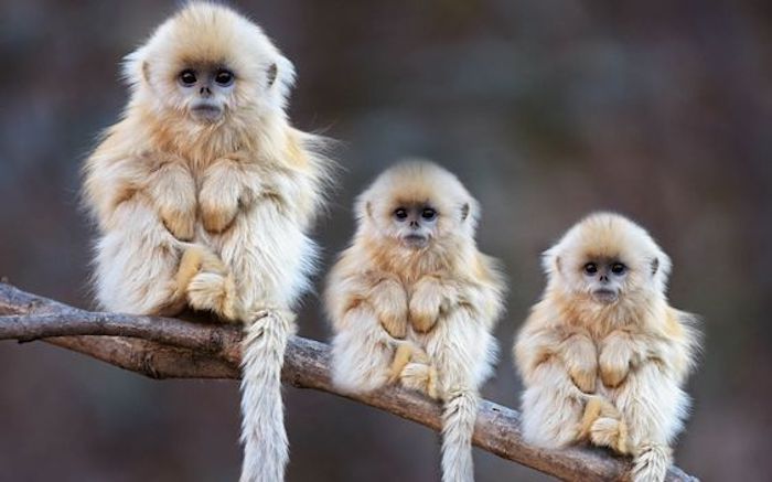 trei maimuțe drăguțe stau liniștit pe o ramură, coadă agățată, ochi negri