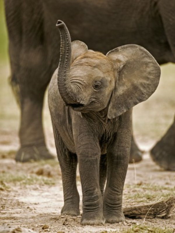 cool-photo-by-baby-elefante-before-sua-madre