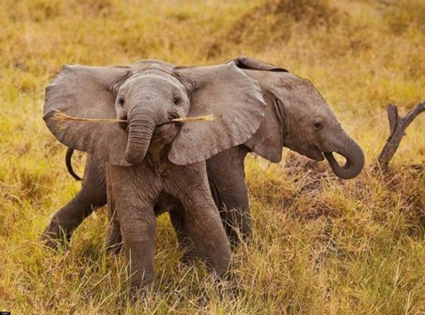 cool-naturali-photo-by-baby-elefante