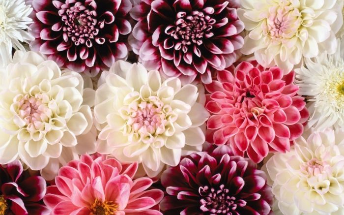 Dahlia - ena izmed najlepših jesenskih cvetov, velikih cvetov v različnih odtenkih, ozadja s cvetjem