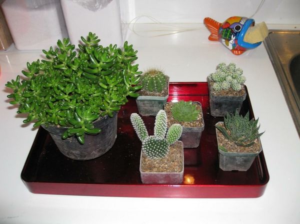 decoratief-voor-huis-cactussen-interessante look
