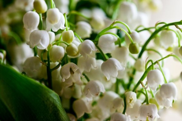 deco-idei-Blumendeko-primăvară alb flori de gradina tapet de flori deco-de-casa