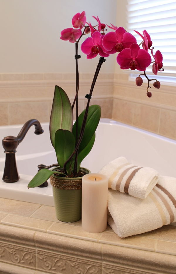 decoration-with-orchids-for-bathrooms-white blinds behind