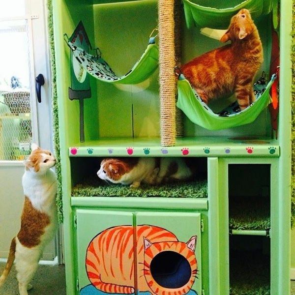 tasarım mobilya kedi-diy-cat-otel-yeşil
