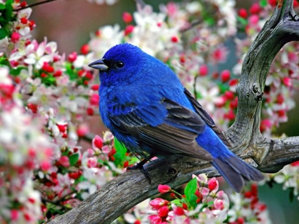 bureaublad achtergrond-veer-blue-bird