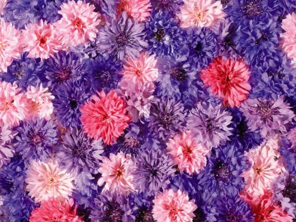 bureaubladachtergrond-spring-flowers-in-purple-and-pink