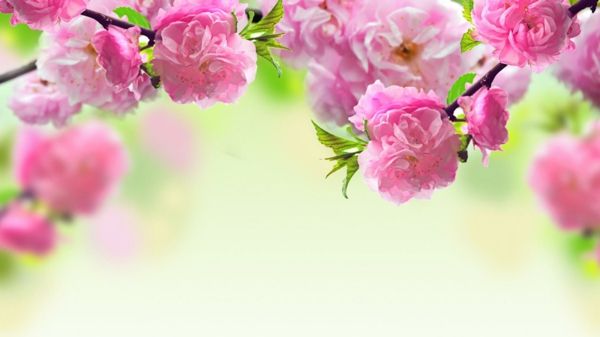 bureaubladachtergrond-spring-flowers-in-pink