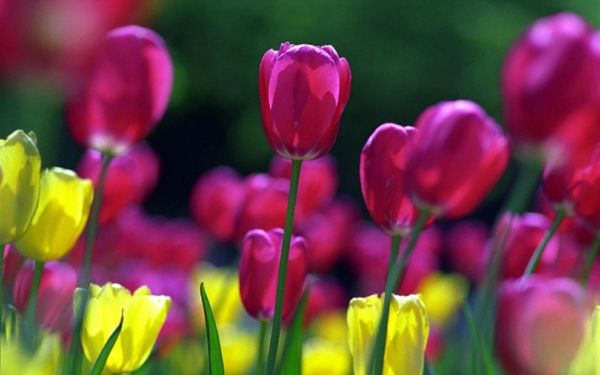 bureaublad achtergrond-veer-kleurrijke-tulpen