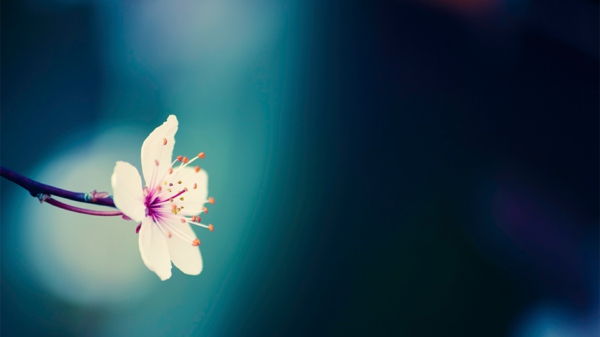 bureaublad achtergrond-veer-a-white-small-flower
