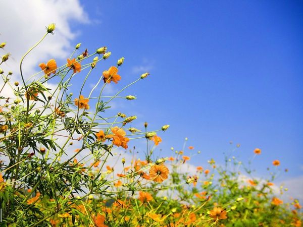 bureaublad achtergrond-veer-grass-flowers-sky
