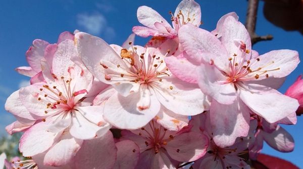 desktop lente achtergrond met bloemen