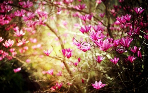 bureaublad achtergrond-veer-mooie-roze-bloemen
