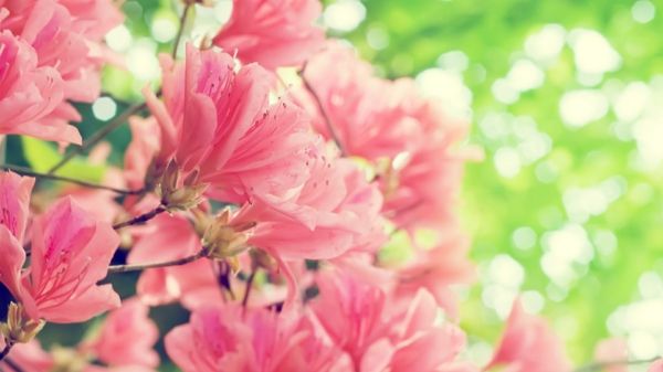 bureaublad achtergrond-veer-roze bloemen