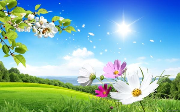 bureaubladachtergrond-spring-white-flower-grass-sky