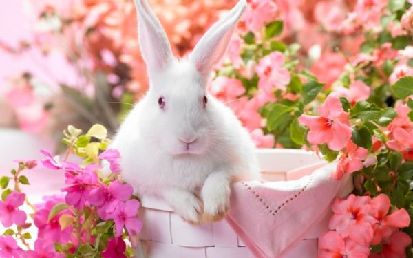 bureaubladachtergrond-spring-wit-bunny-roze bloemen