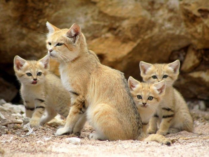 Gatos do deserto, Felis margarita, gatos bonitos com pêlo marrom, areia