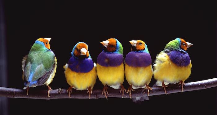 cinci păsări mici cu pene colorate, fețe portocalii, ciocuri albe