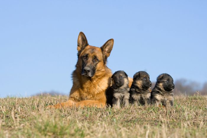 Duitse herder, moeder en haar drie baby's, schattige baby dieren met hun ouders