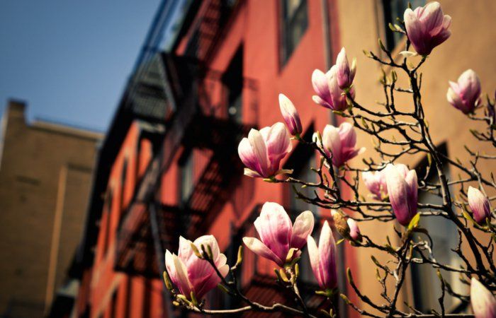 stads Wake-on-tidiga våren bilder