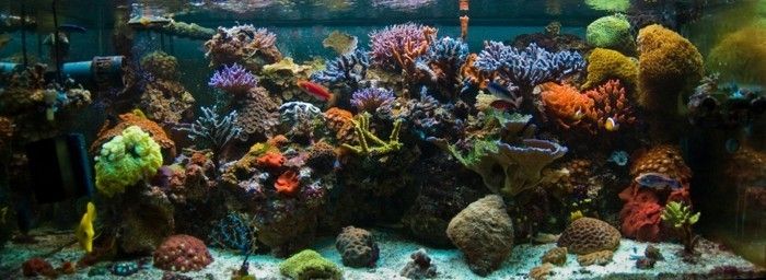 the-best-acquario-design-for-pesci d'acqua-con-corallo di pietra e sabbia