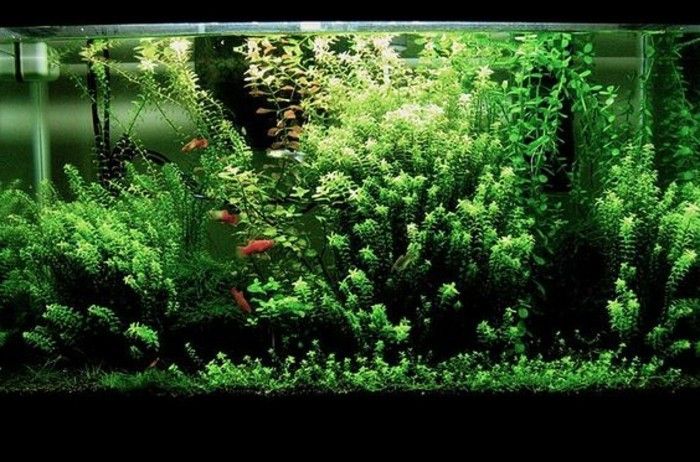il-più bel acquario-deco-acquario-device-acquario-set con-per piante