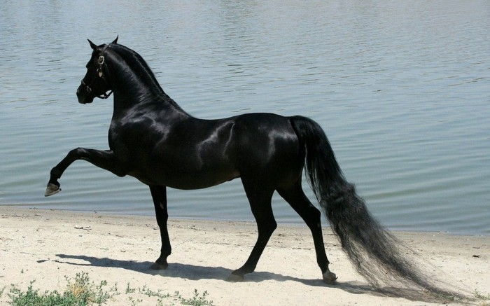 the-mai-cal-lume-negru-cal-foarte-elegant și strălucitor