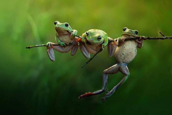 Imagini Harfian Herdi A Rais, trei broaște mici atârnate pe o ramură