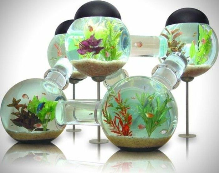 the-world-of-rybie akvárium-ball-voda rastliny piesku málo rybie striebristý-akvárium-device