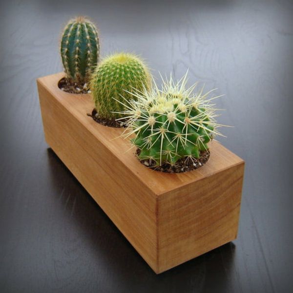 drie interessante soorten cactus achtergrond in grijs