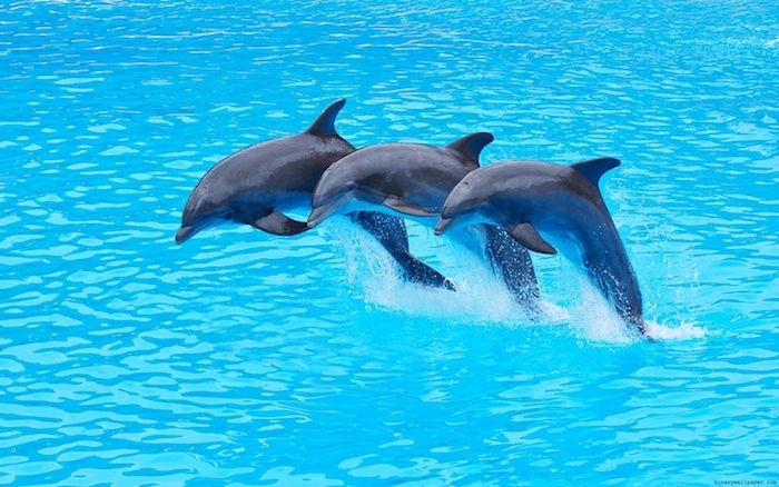 et annet bilde med tre grå delfiner som hopper over det blå vannet i et stort svømmebasseng