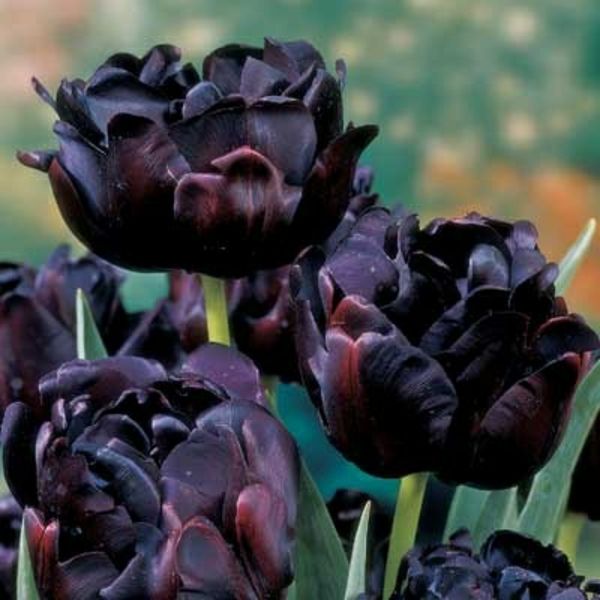 Tri zelo zanimiva črno-tulipanov