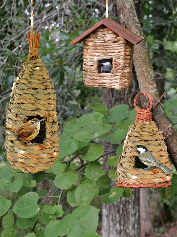 Três birdhouses em estilo country, pendurado na árvore, três pássaros comem sementes