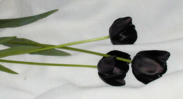 three-naozaj-nádherné-black-tulipán