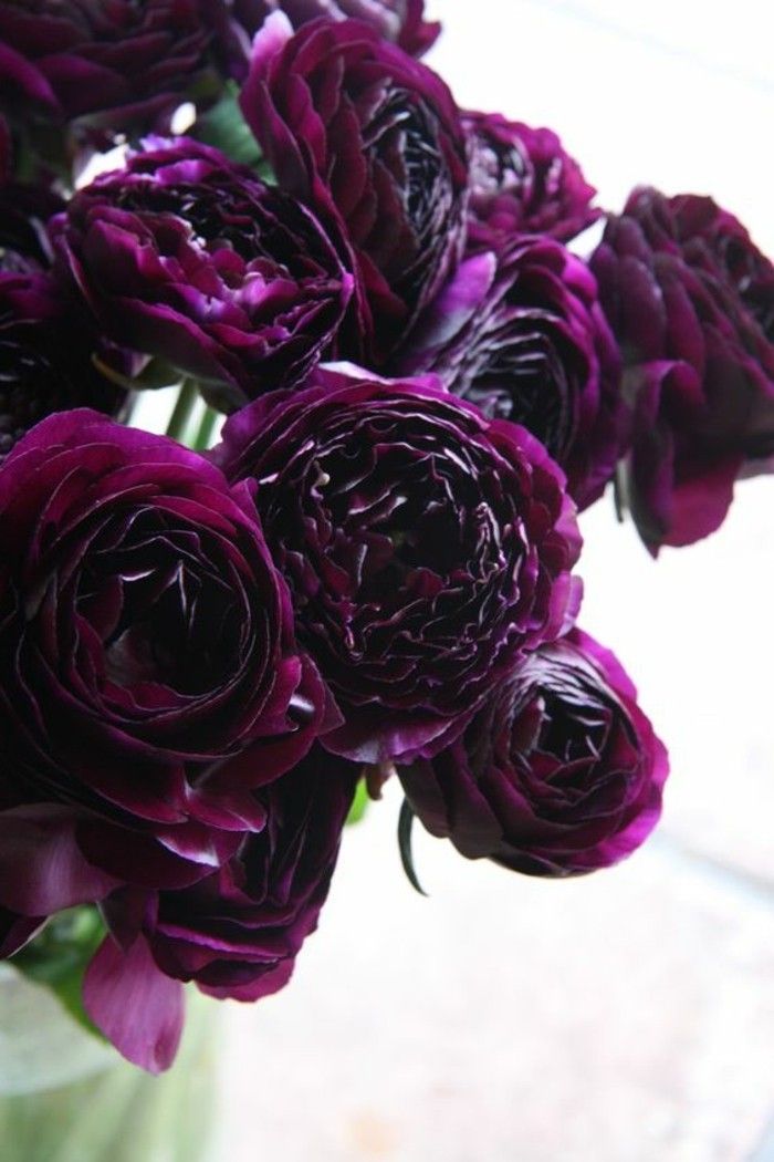 Bujorului violet inchis perfectă pentru decoratiuni-