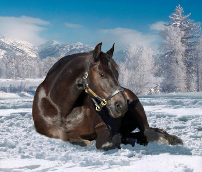 Dark-horse-in-snø