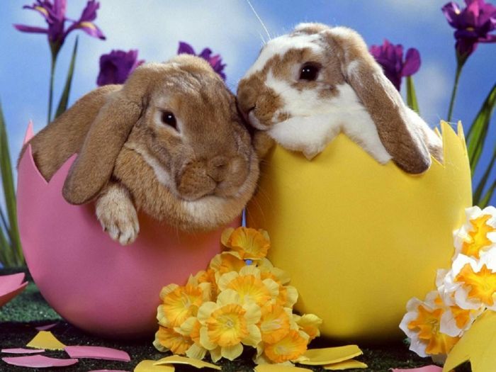 dois coelhinhos da Páscoa eclodiram de ovos de páscoa engraçados, imagem tão bonita