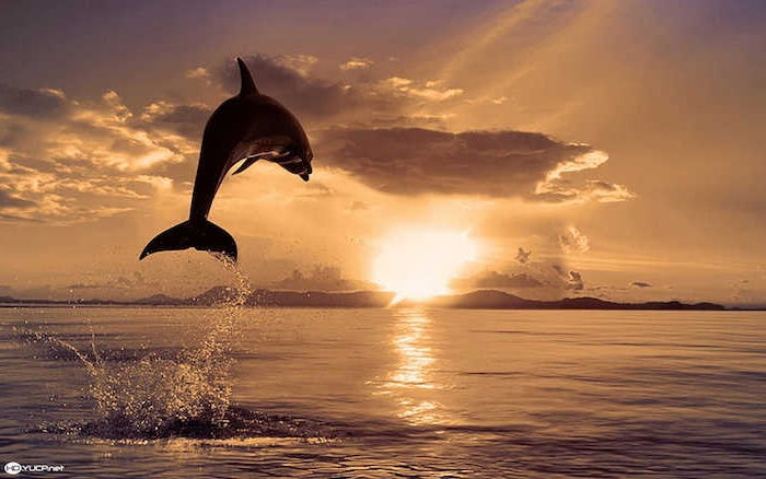 Ta en titt på denne ideen om emnet av delfinbilder - her er en svart delfin som hopper over havet og solen og mange skyer - på temaet delfiner i solnedgangen