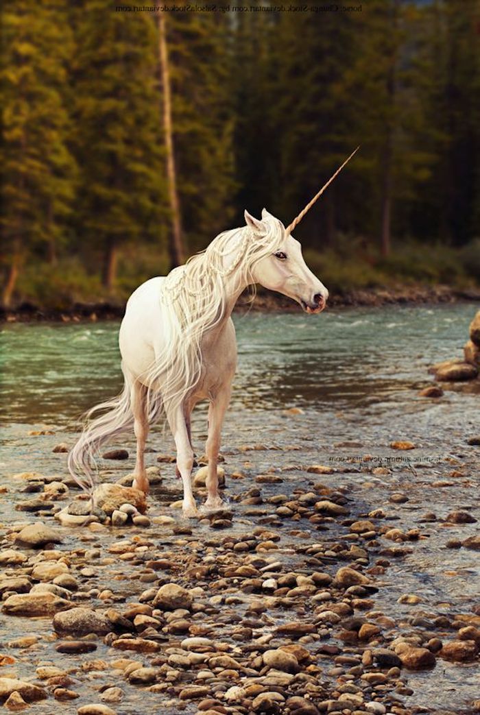 o pădure și un râu - un unicorn alb sălbatic cu ochi albaștri și un corn lung