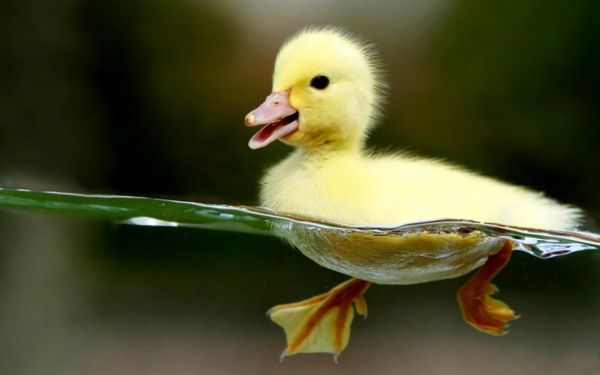 jedno-żółte-kaczątko-piękne-zwierzę-obrazy-pływa w wodzie