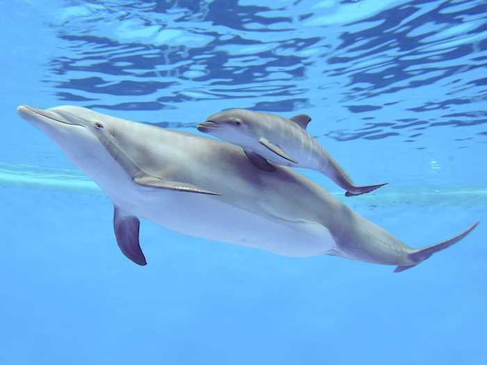 Čia mes jums parodysime nuotrauką su dviem pilkais plaukiojančiais delfinais baseine su mėlynu vandeniu - į puikias delfinų nuotraukas