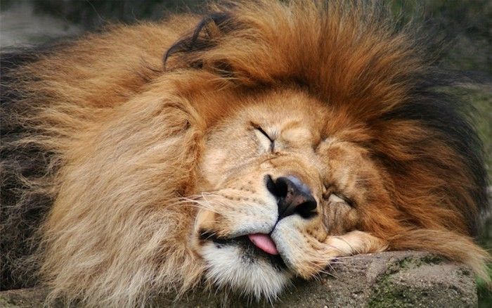 Aici sunt poze amuzante de nopți bune - un leu mare de dormit galben cu un pic negru nas