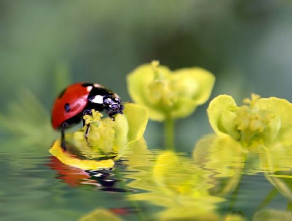 a-ladybug-gražus-gyvūnai-nuotraukos-geltonos gėlės