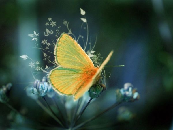 foto di una-bella-farfalla-bella-animale-foto scattata da vicino