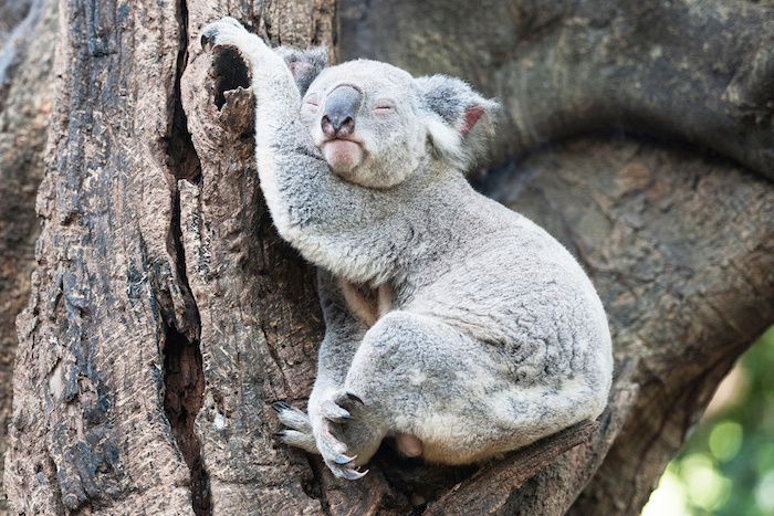 morsomme god nattbilder - en grå liten sovende koala med en stor svart nese og et tre