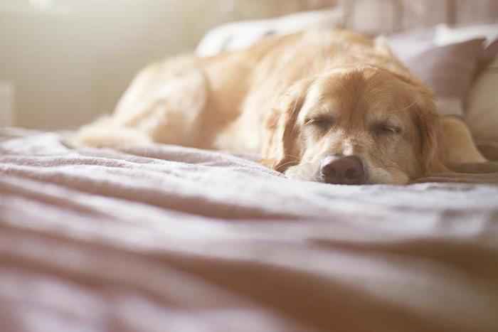søte god natts bilder - her er et bilde med en gul gylden sovende hund med en svart nese og en seng