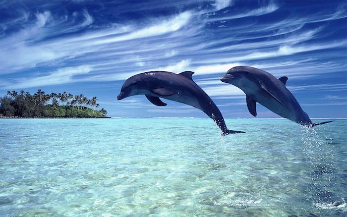 På temat inspirerande delfinbilder - här hittar du två stora grå delfiner som hoppar över det blå vattnet och ön med många gröna palmer och en blå himmel med vita moln